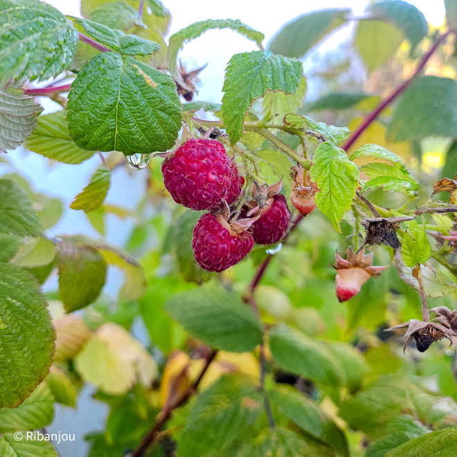 Framboisier Paris® Bio