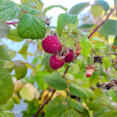 Framboisier Paris® Bio