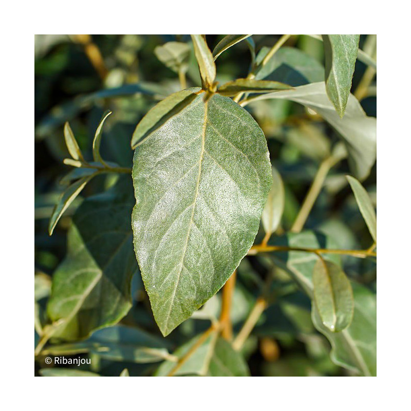 Elaeaegnus Quicksilver Bio