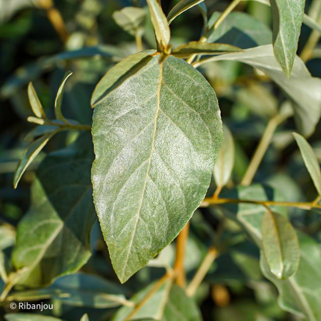 Elaeaegnus Quicksilver Bio