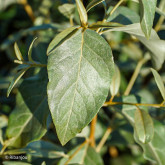 Elaeaegnus Quicksilver Bio