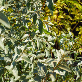 Elaeaegnus Quicksilver Bio