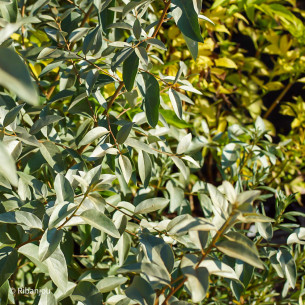 Elaeaegnus Quicksilver Bio