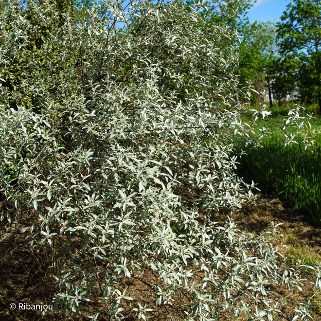 Elaeaegnus Quicksilver Bio