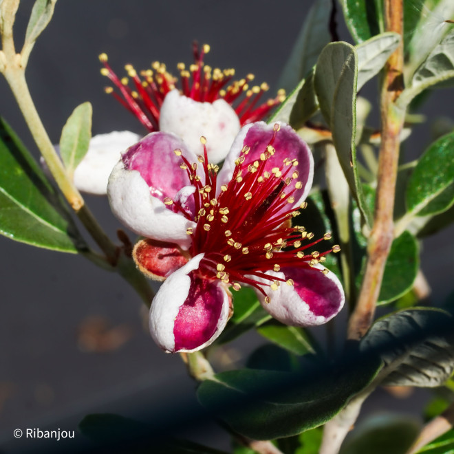 Feijoa Coolidge Bio