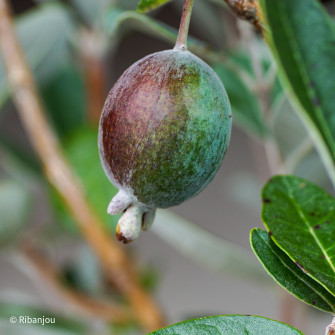 Feijoa Coolidge Bio