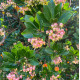 Arbousier compact à fleurs roses Bio