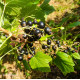 Cassis Noir de Bourgogne Bio