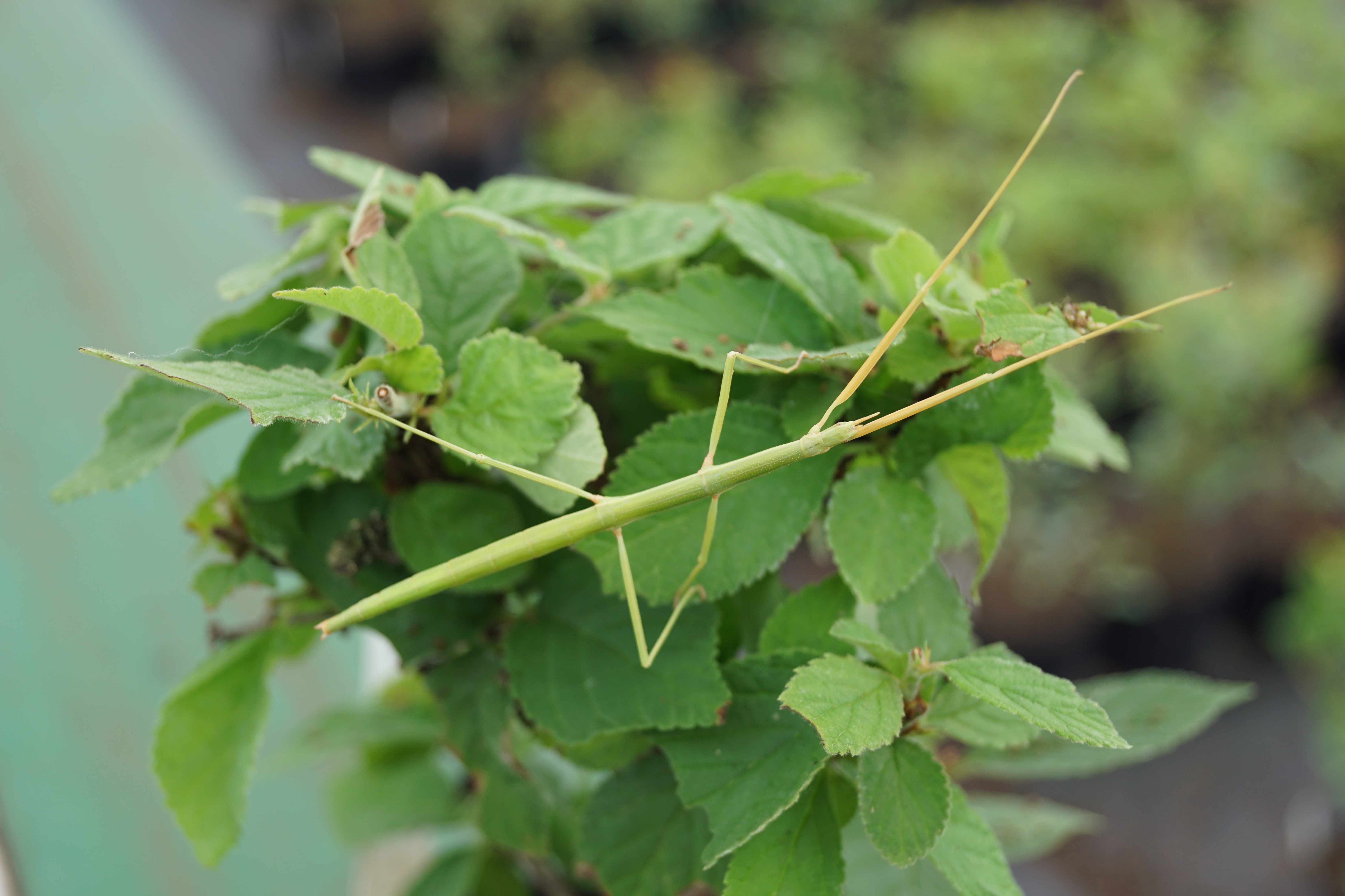 Phasme sur un Prunus tomentosa