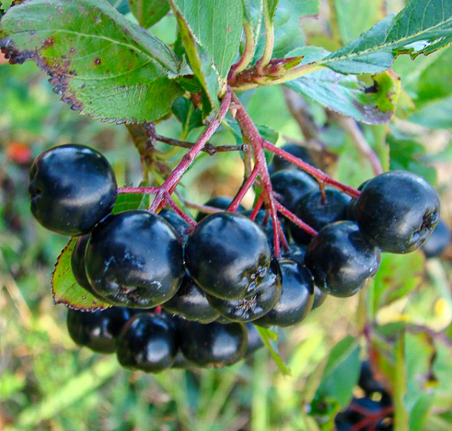 Aronia