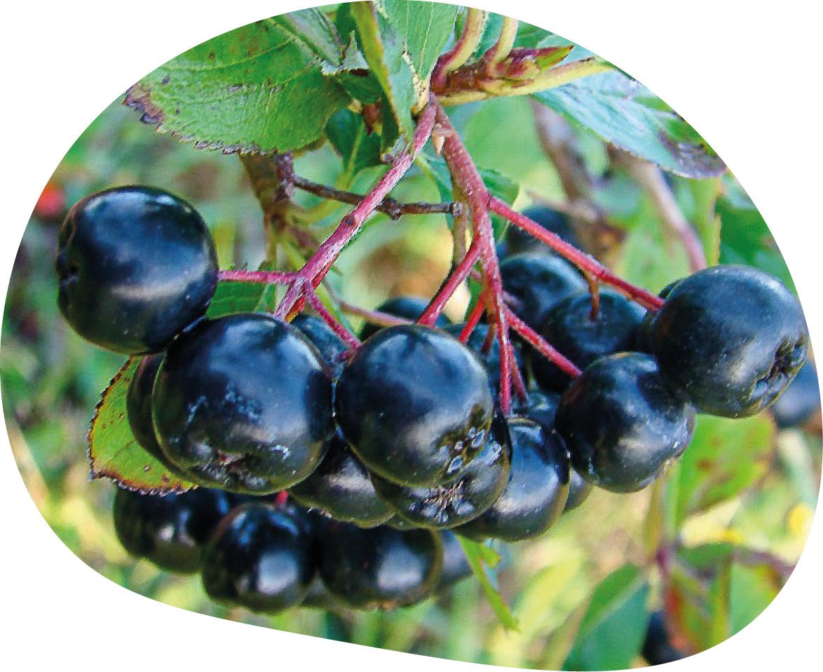 baies noire Aronia melanocarpa