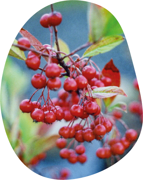 Aronia arbutifolia