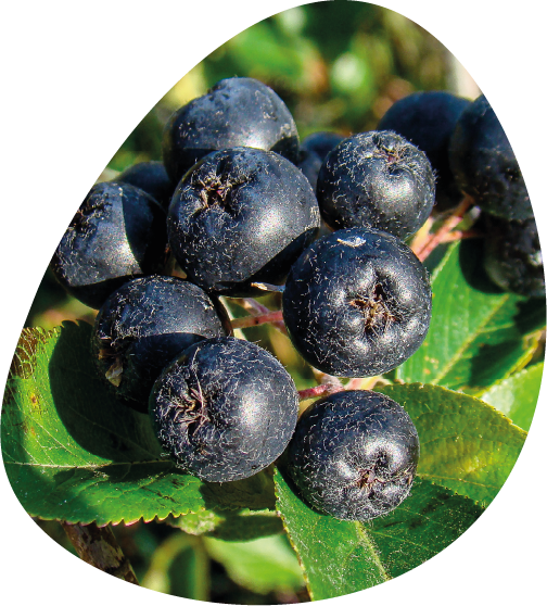 illustration aronia
