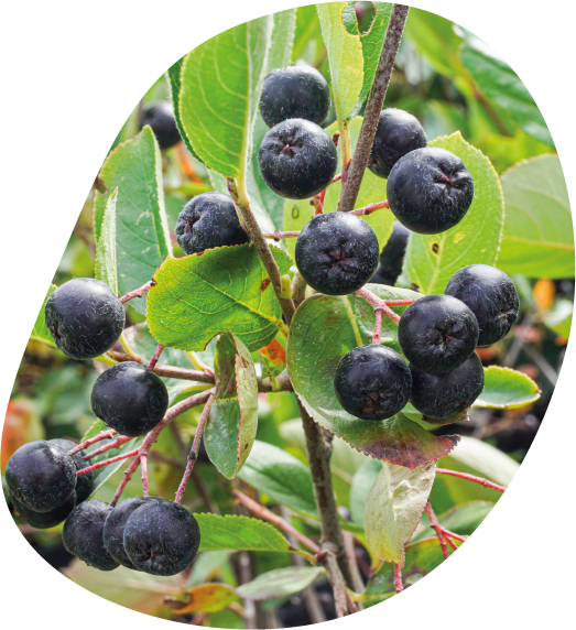 Branche d'Aronia