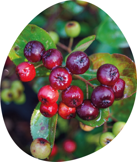 Aronia arbutifolia