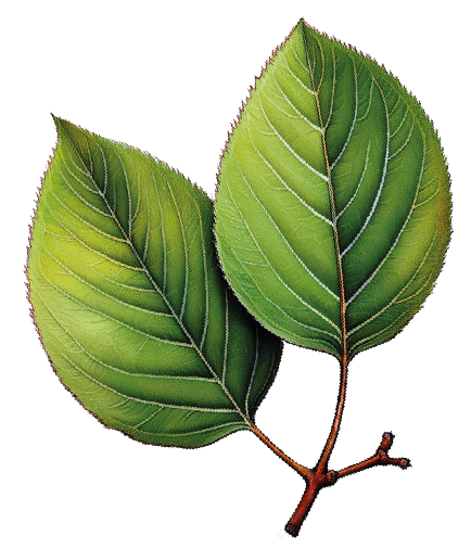illustration aronia