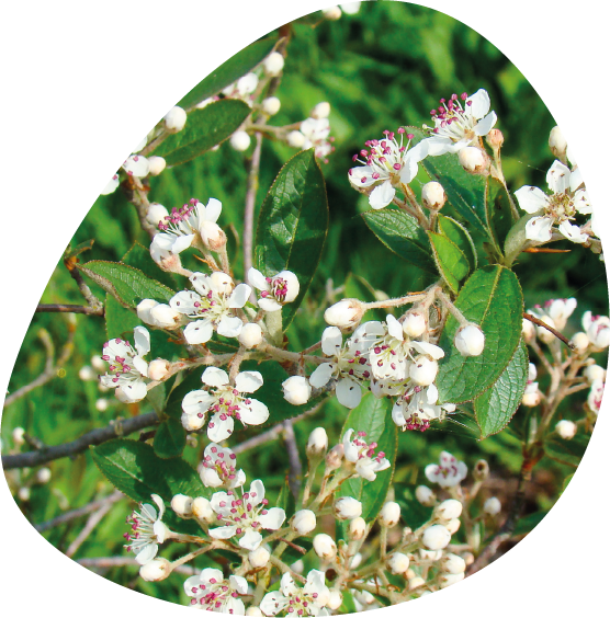 fleur d'aronia