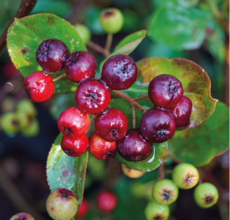 Tout savoir sur l'Aronia ! 