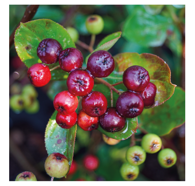 Tout savoir sur l'Aronia ! 