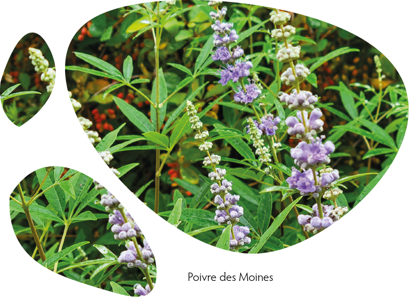  Photo Vitex