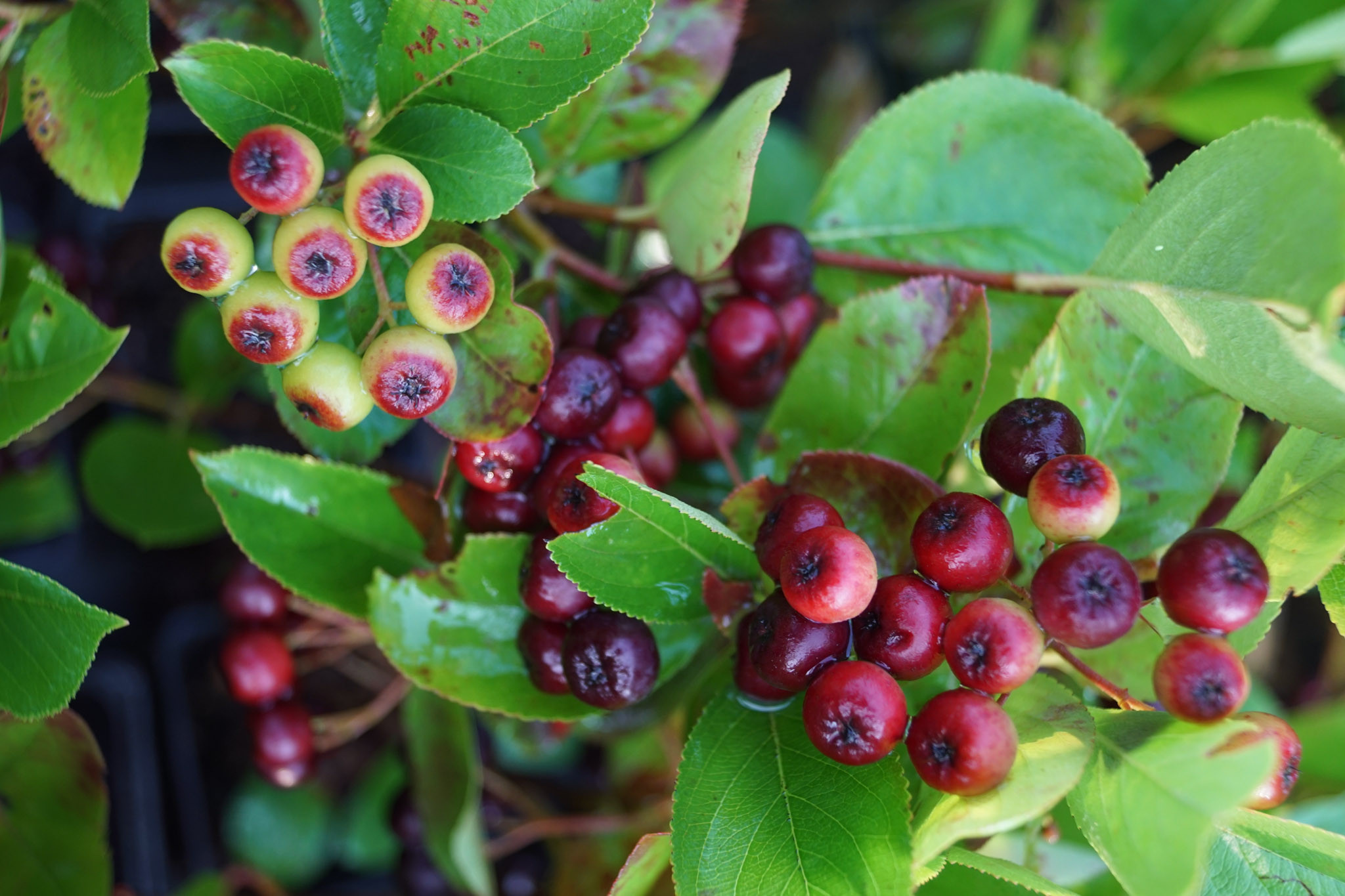 L'Aronia
